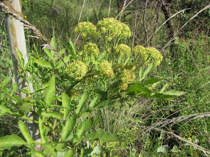 Arracacia rigida