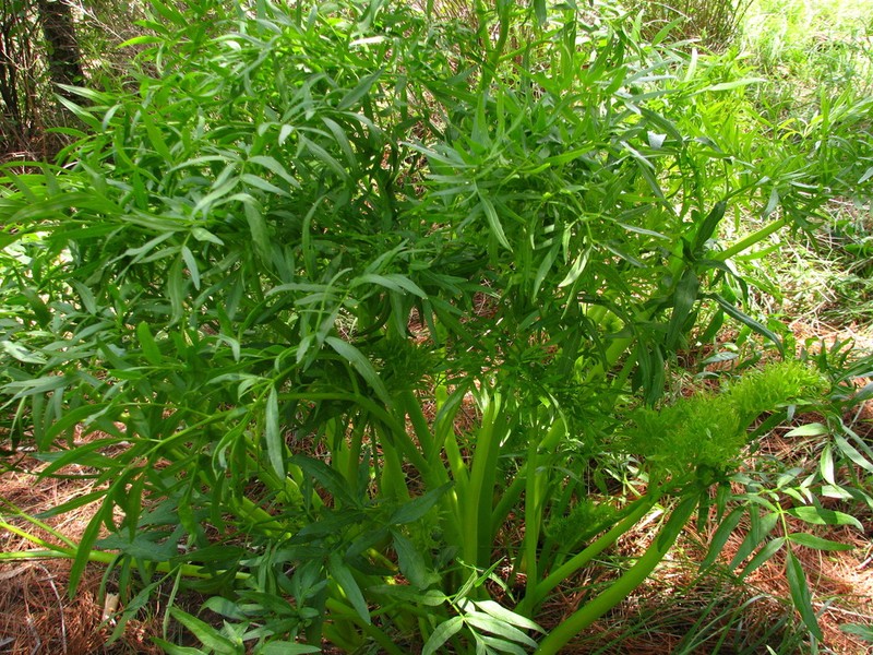 Arracacia rigida photo 2