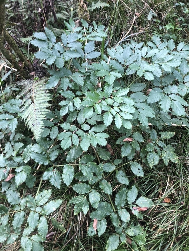 Arracacia rigida photo 5