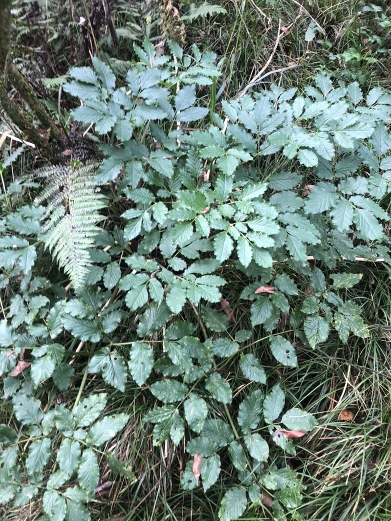 Arracacia rigida photo 8