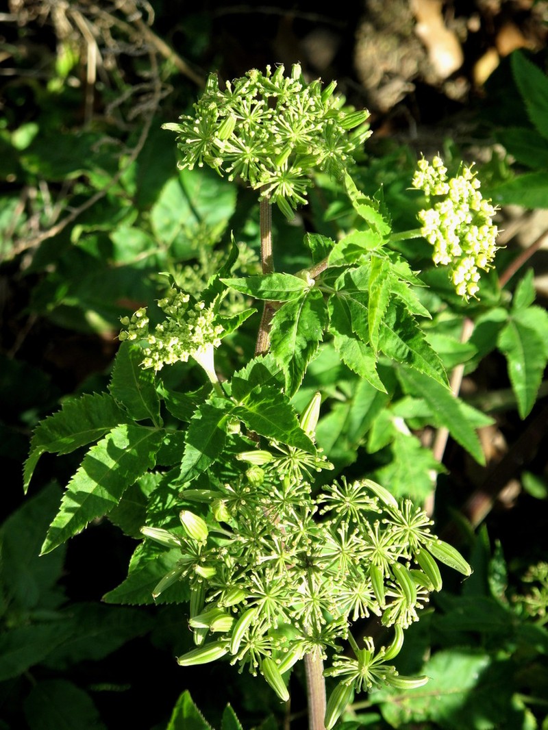Arracacia schneideri