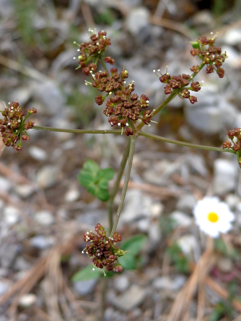 Arracacia schneideri photo 2