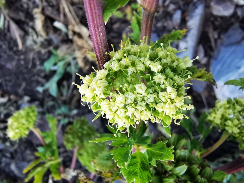 Arracacia schneideri photo 3