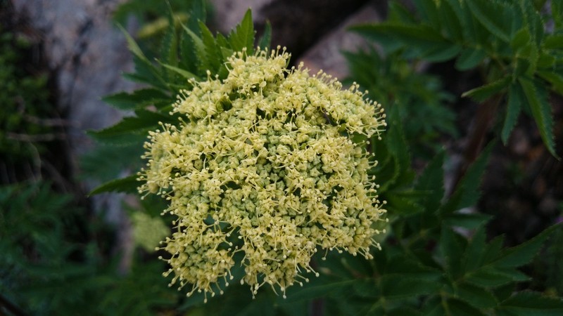 Arracacia schneideri photo 4