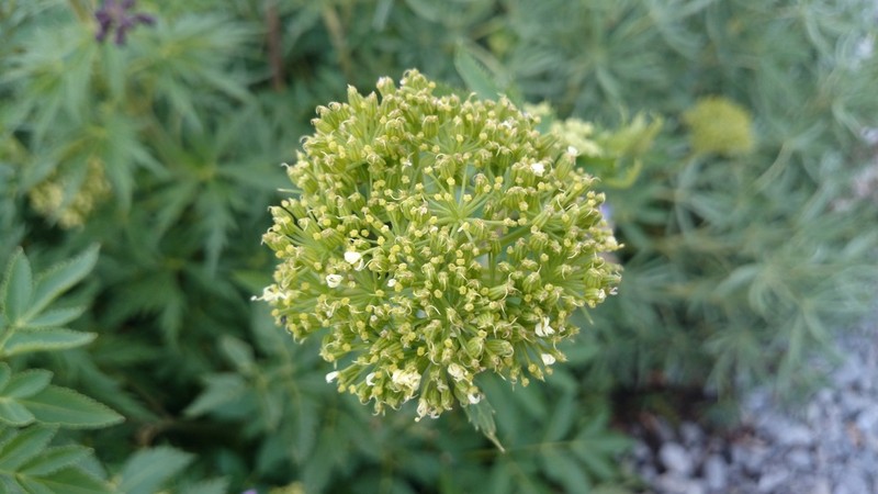 Arracacia schneideri photo 5