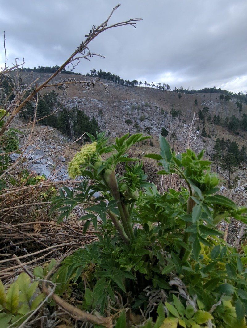 Arracacia schneideri photo 6