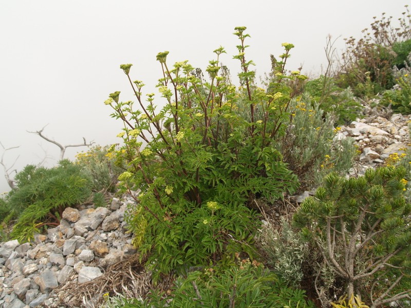 Arracacia schneideri photo 8