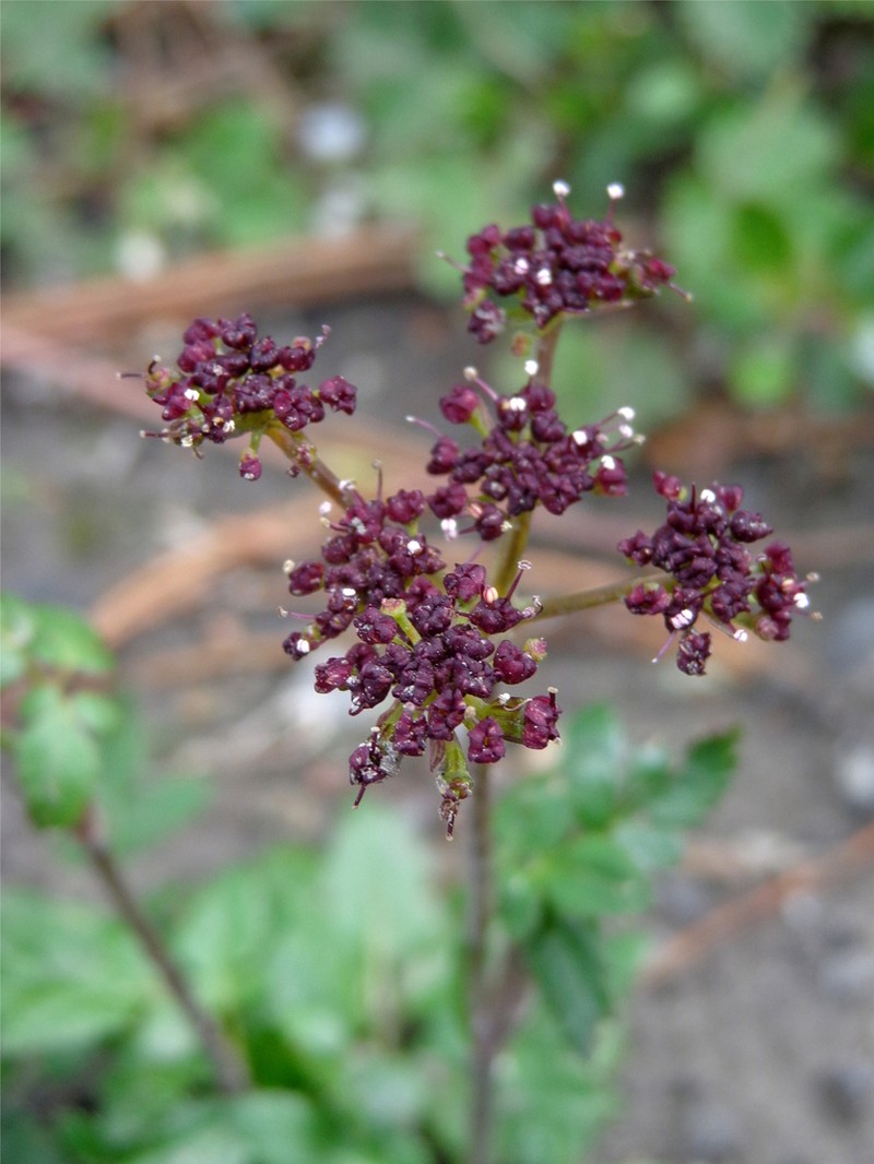 Arracacia ternata