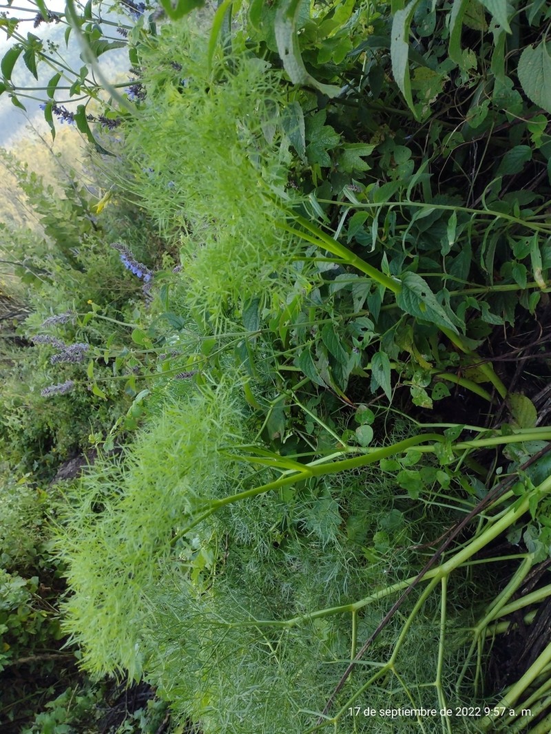 Arracacia tolucensis