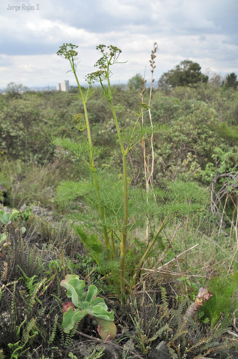 Arracacia tolucensis photo 3