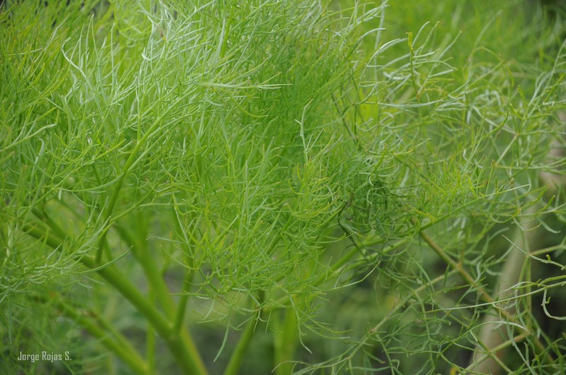 Arracacia tolucensis photo 4