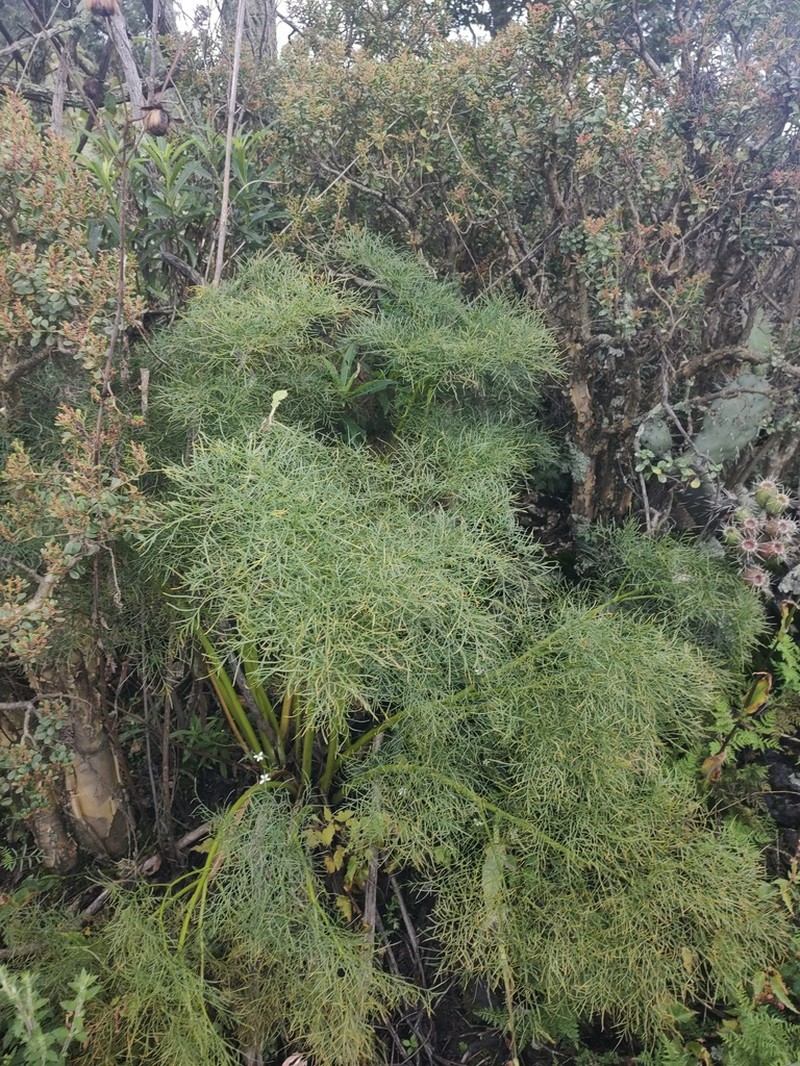 Arracacia tolucensis photo 5