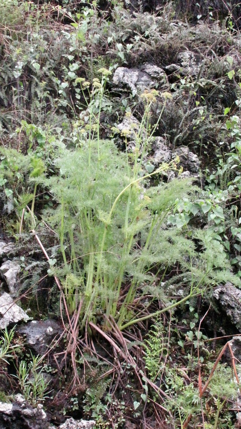 Arracacia tolucensis photo 6