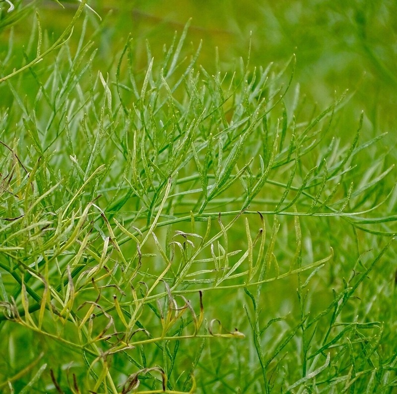 Arracacia tolucensis photo 7