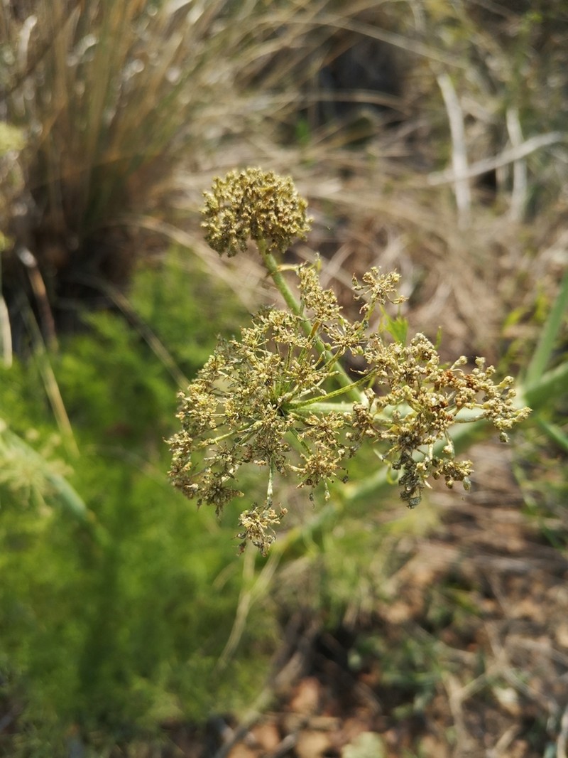 Arracacia tolucensis photo 8