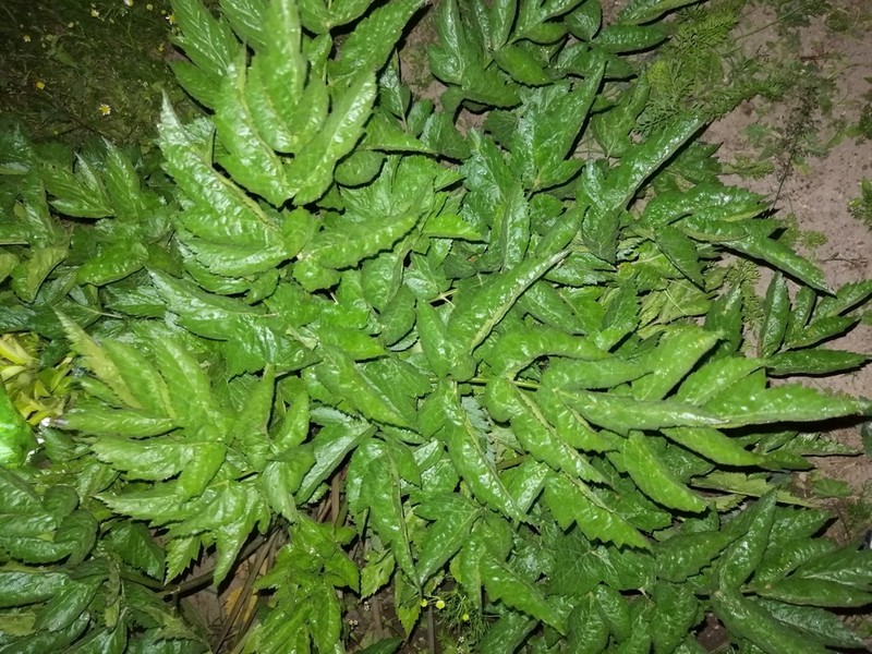 Arracacha photo 3