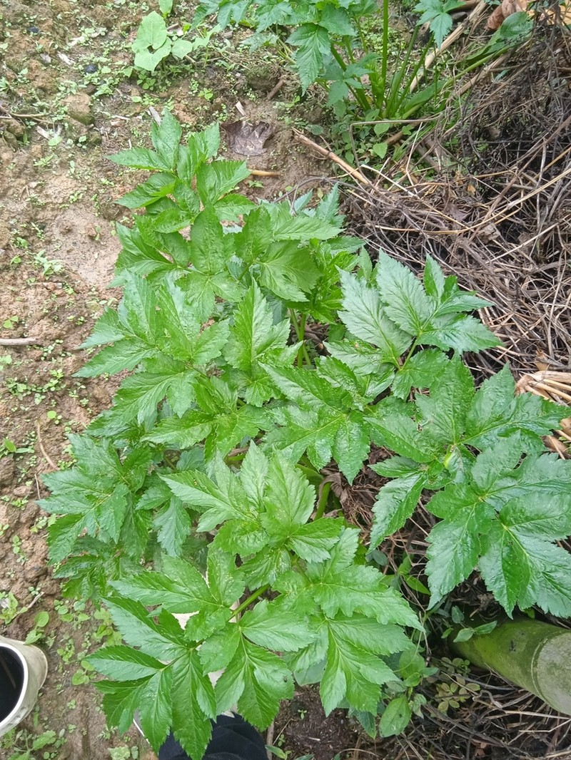 Arracacha photo 4