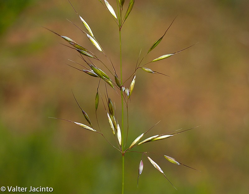 Tall Oat Grass