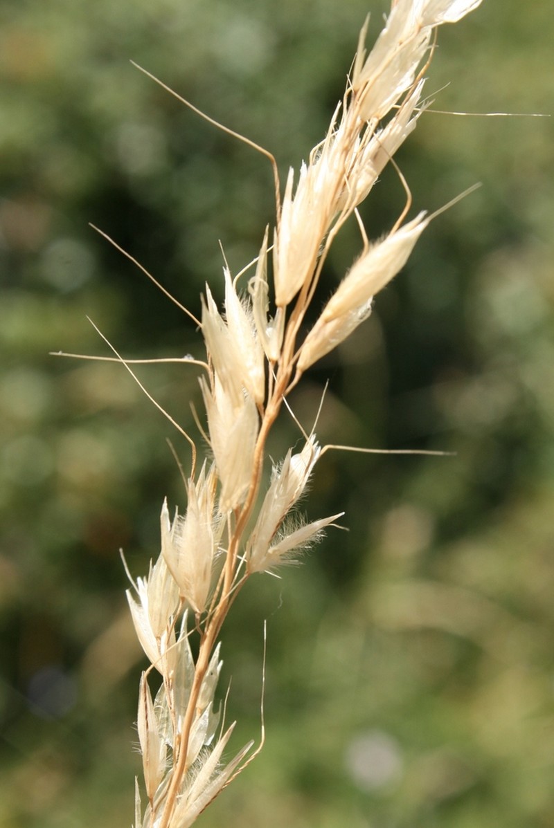 Tall Oat Grass photo 3