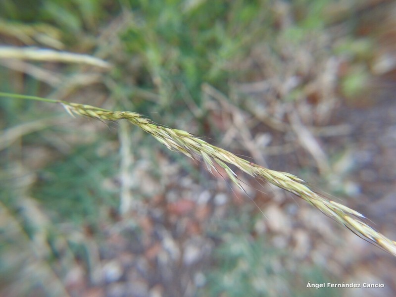 Tall Oat Grass photo 4