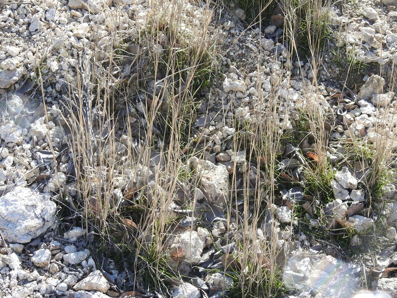 Tall Oat Grass photo 5