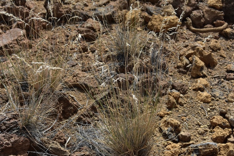 Arrhenatherum calderae photo 2
