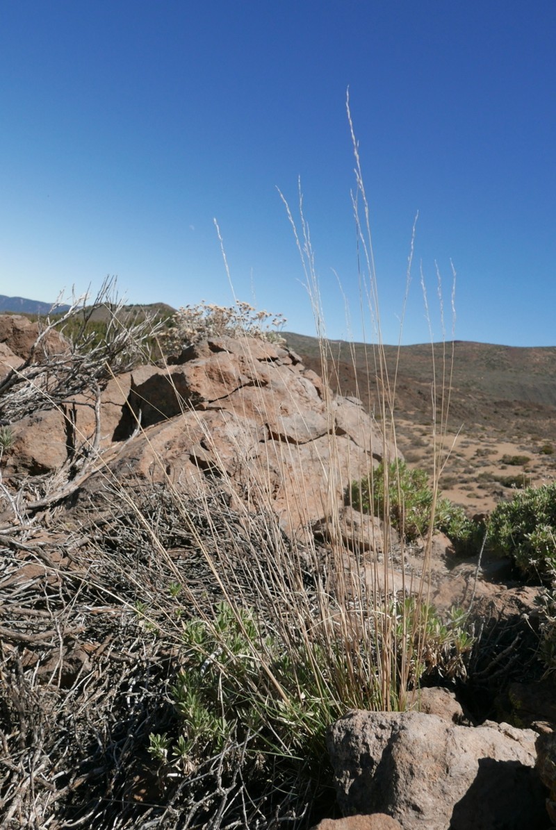 Arrhenatherum calderae photo 3