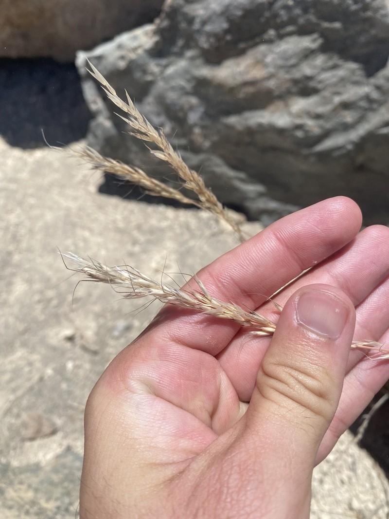 Arrhenatherum calderae photo 4