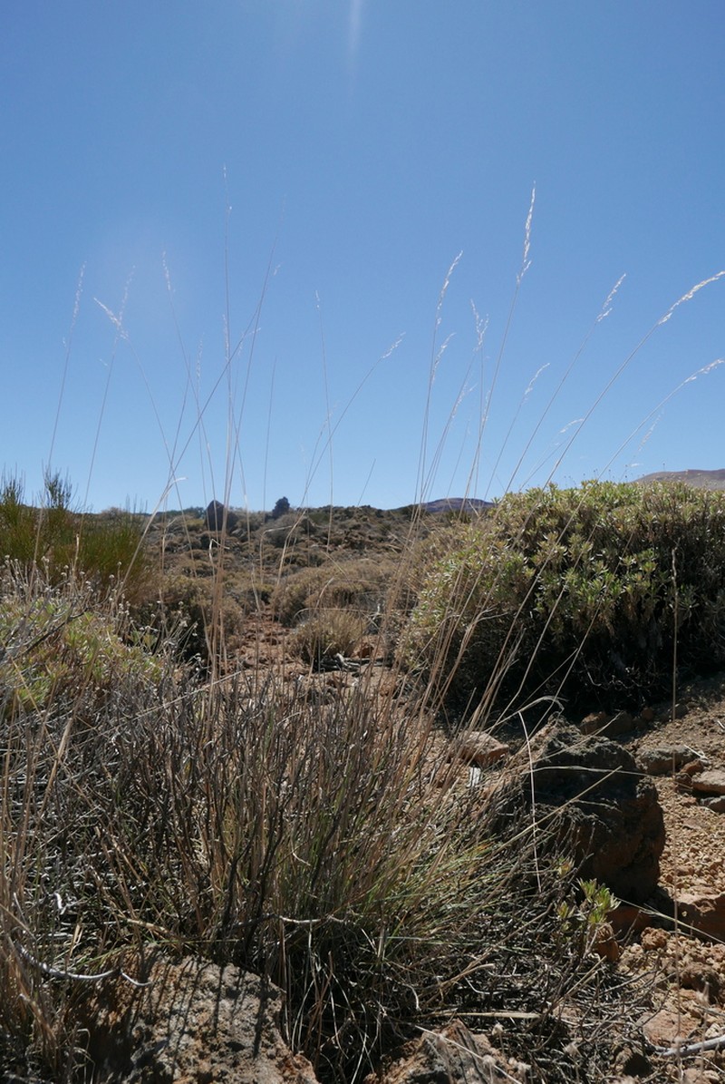 Arrhenatherum calderae photo 5