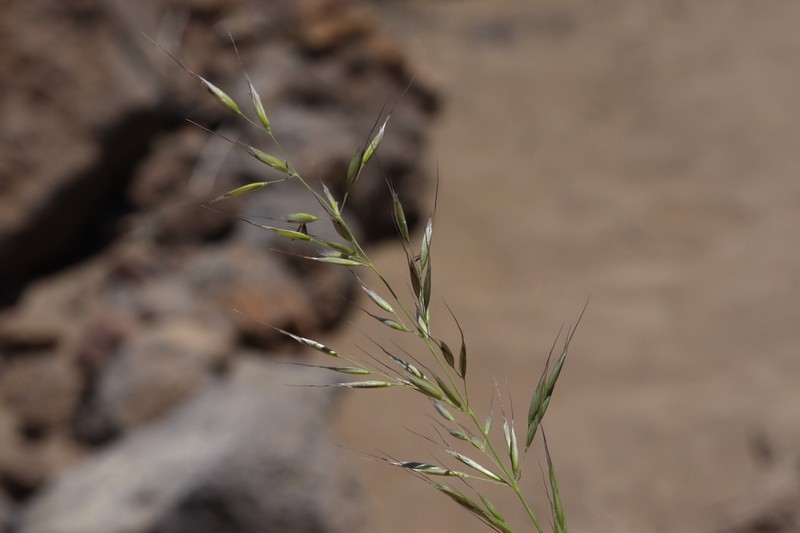 Arrhenatherum calderae photo 8