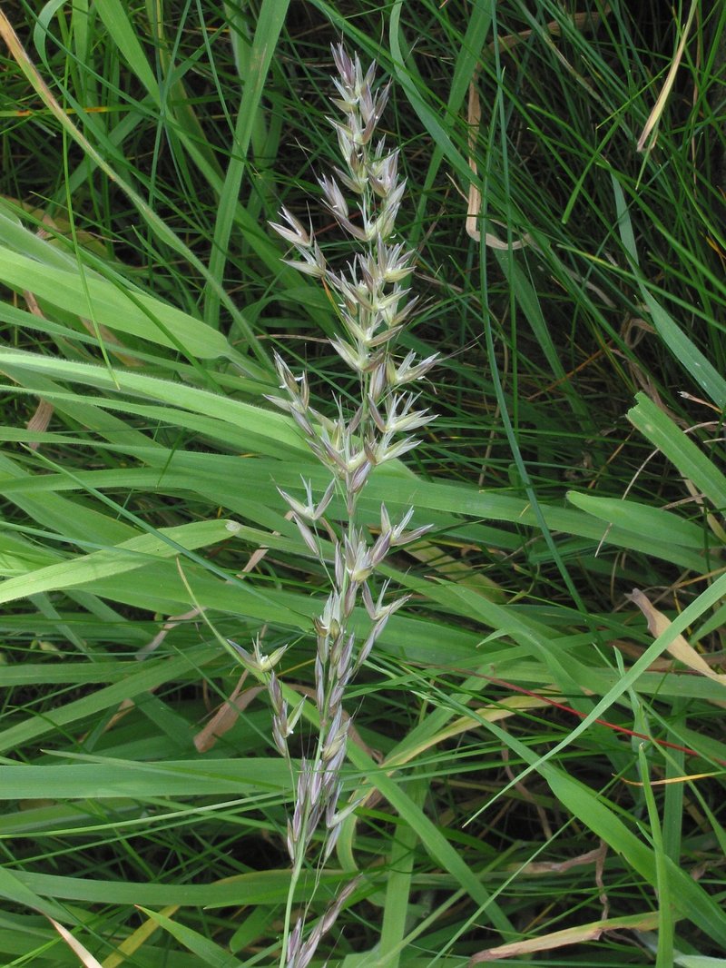 Tall Oatgrass photo 2
