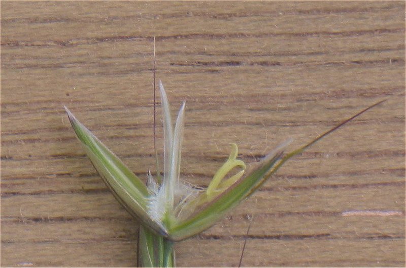 Tall Oatgrass photo 3
