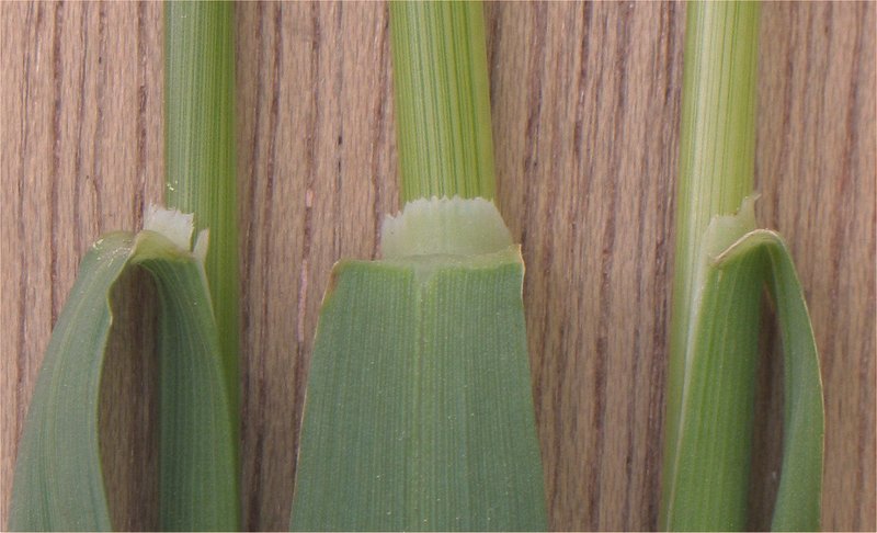 Tall Oatgrass photo 4