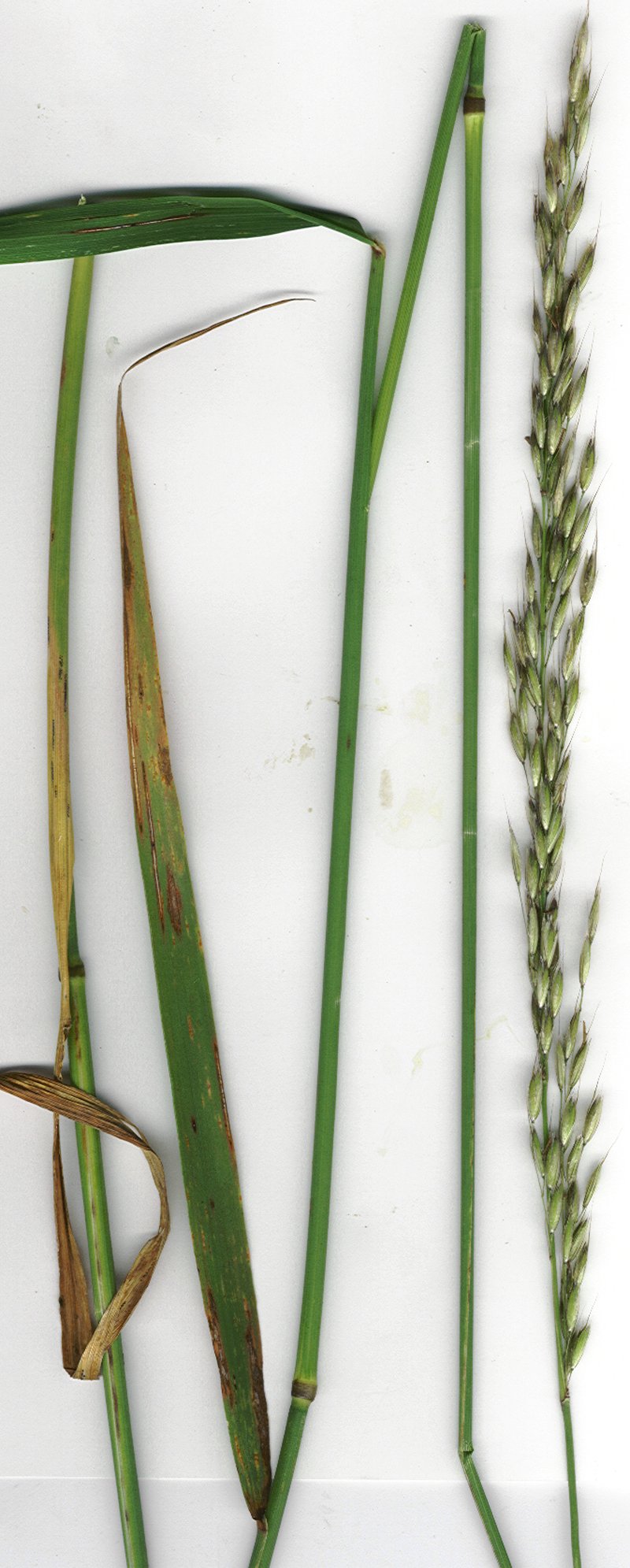 Tall Oatgrass photo 5