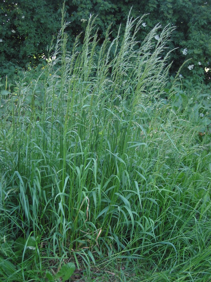 Tall Oatgrass