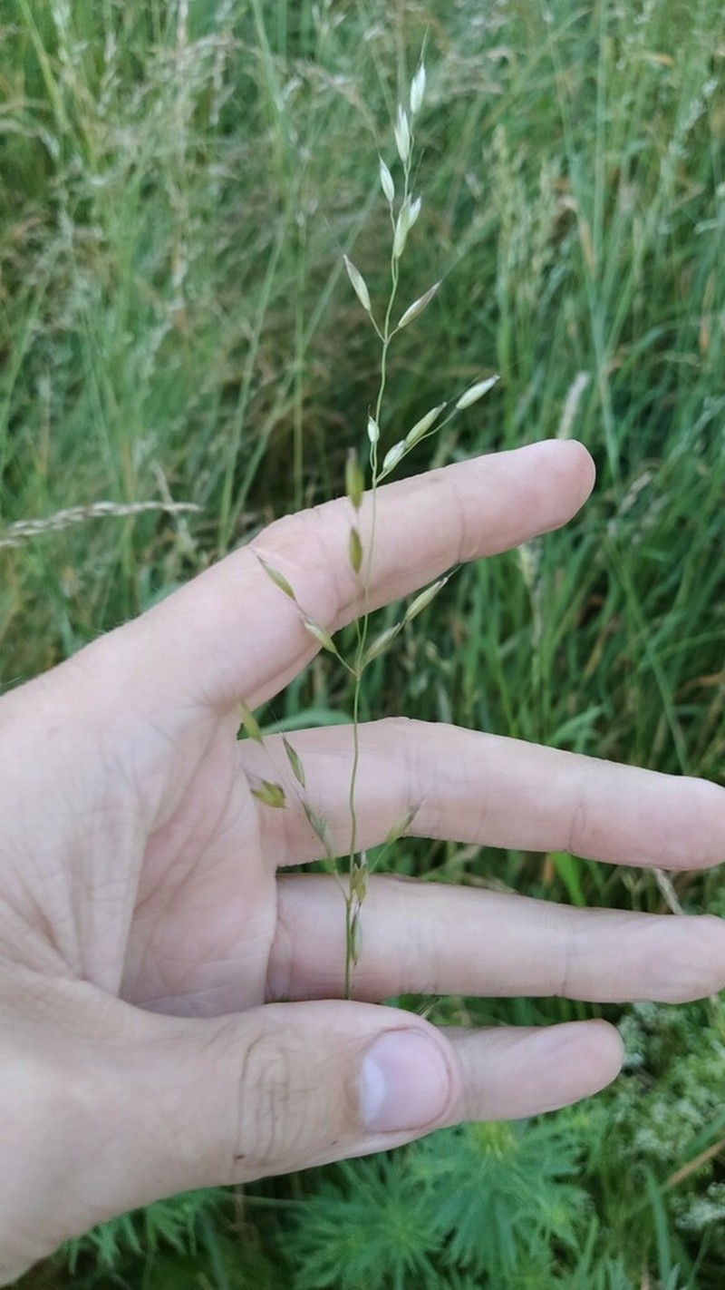 Tall Oatgrass photo 6