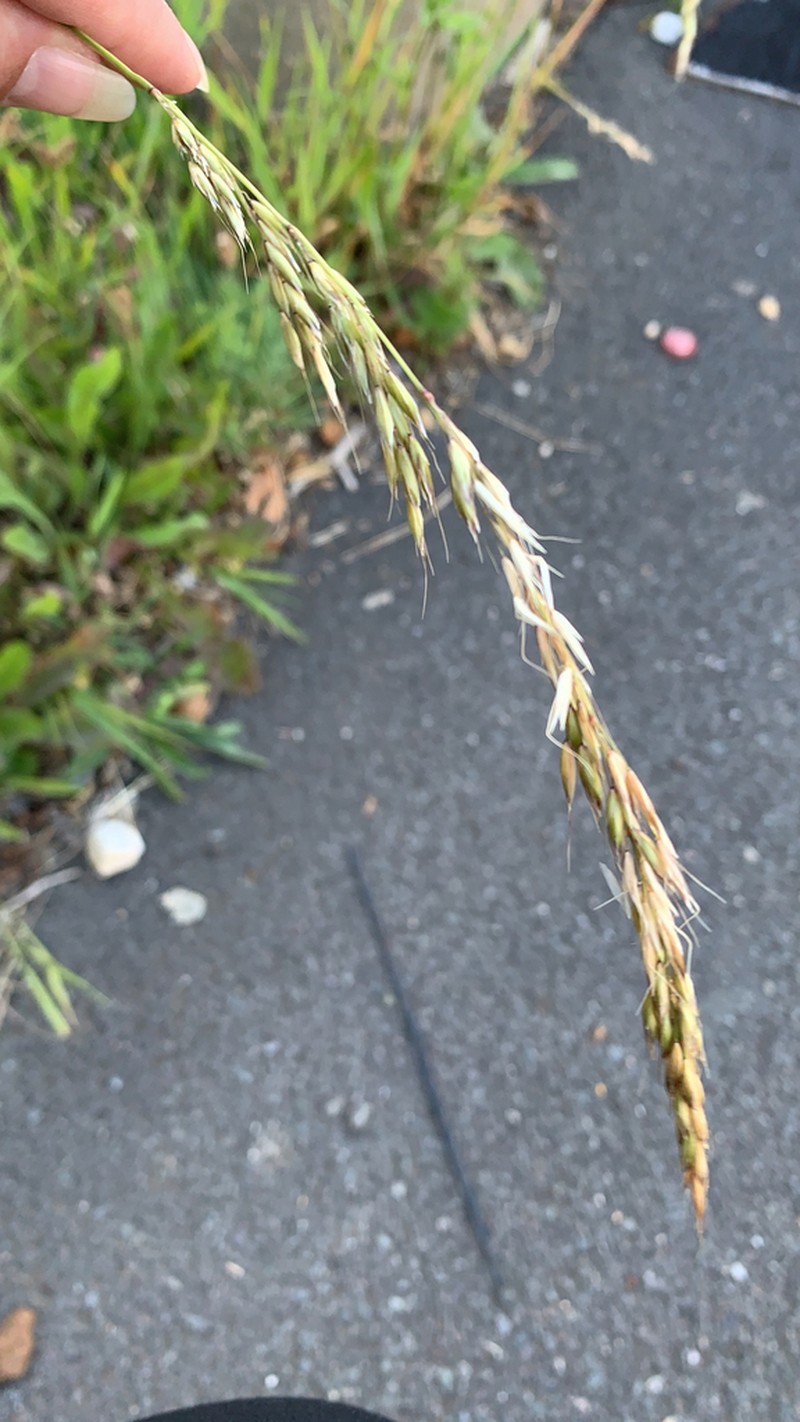 Tall Oatgrass photo 7
