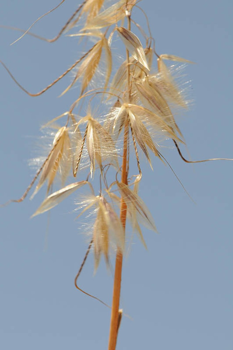 Arrhenatherum kotschyi photo 4