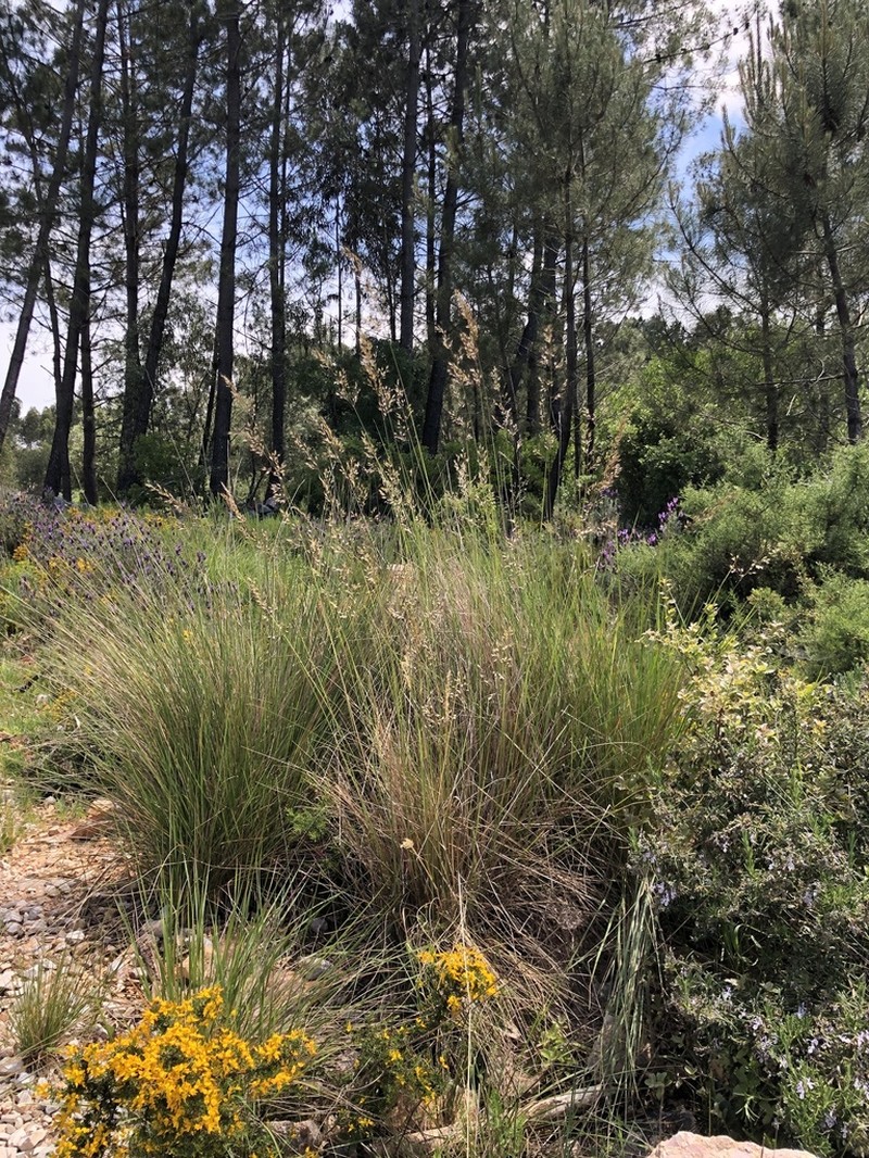 Arrhenatherum longifolium
