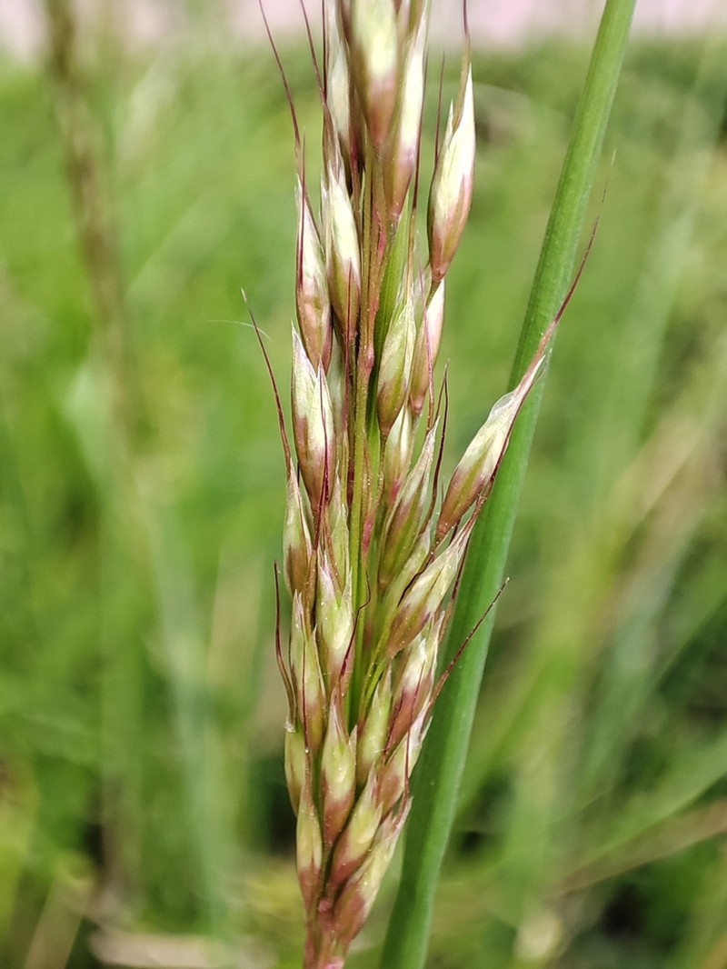 Arrhenatherum longifolium photo 2