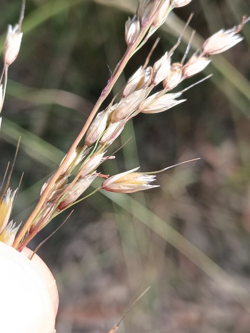Arrhenatherum longifolium photo 3