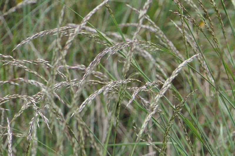 Arrhenatherum longifolium photo 4