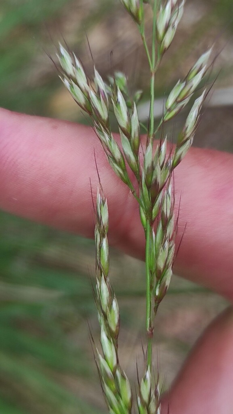 Arrhenatherum longifolium photo 5
