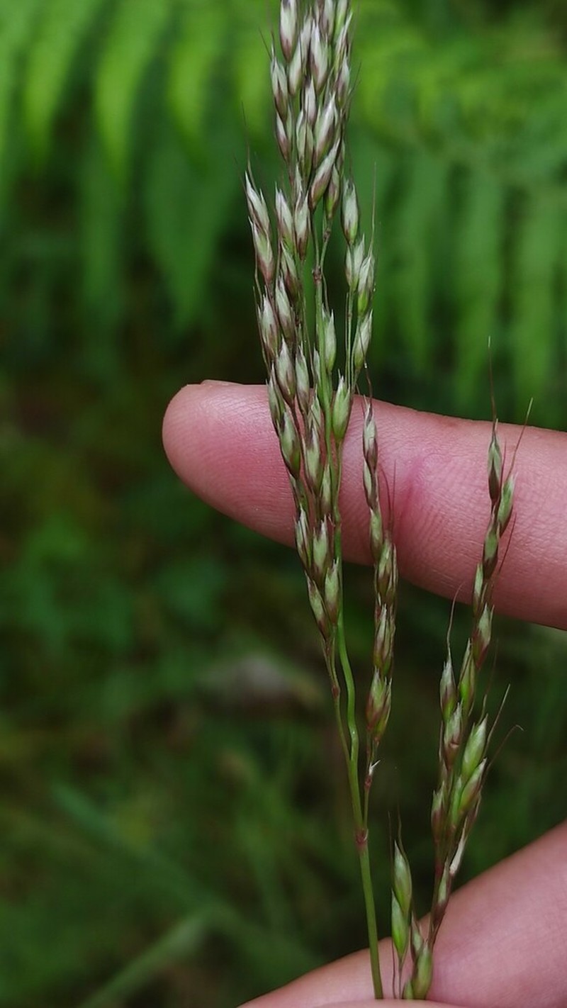 Arrhenatherum longifolium photo 6