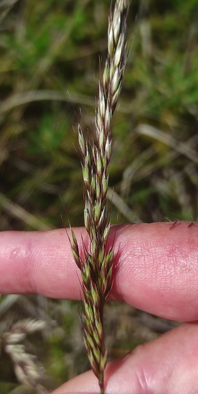 Arrhenatherum longifolium photo 7