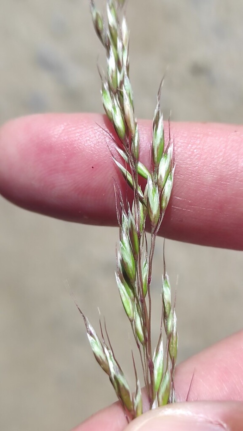 Arrhenatherum longifolium photo 8