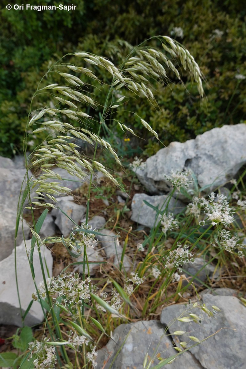 Arrhenatherum palaestinum