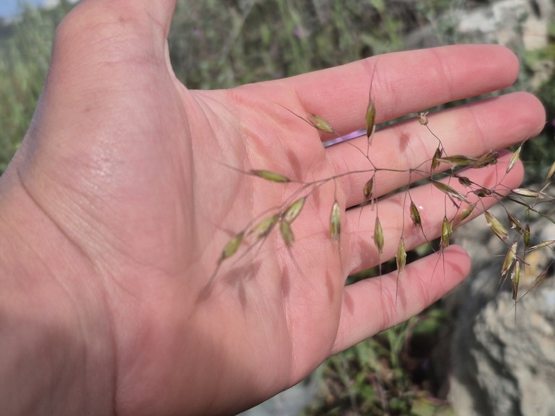 Arrhenatherum palaestinum photo 2