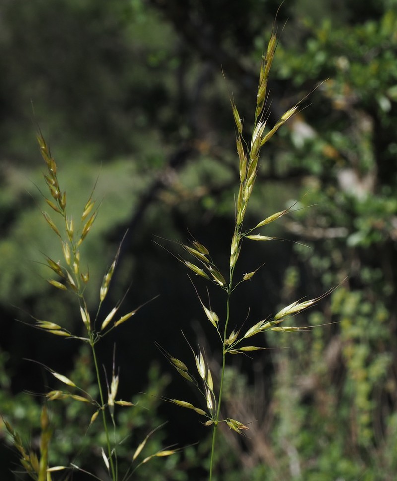Arrhenatherum palaestinum photo 3