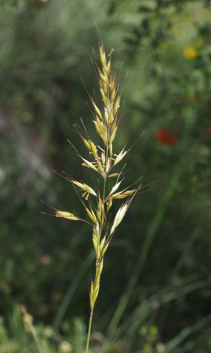 Arrhenatherum palaestinum photo 4